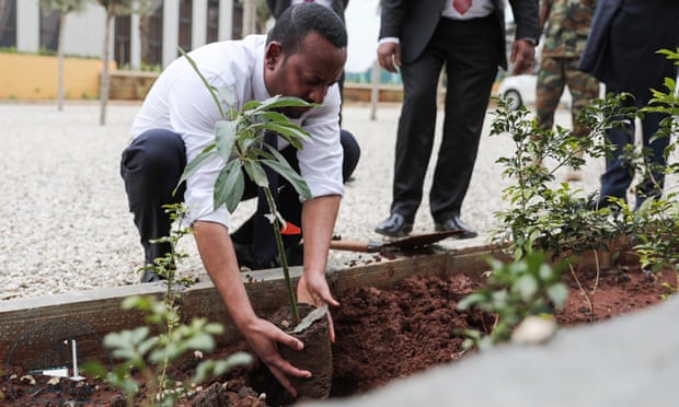 تم زرع 350 مليون شجرة في 12 ساعة في إثيوبيا ، الهدف 4 مليارات شجرة